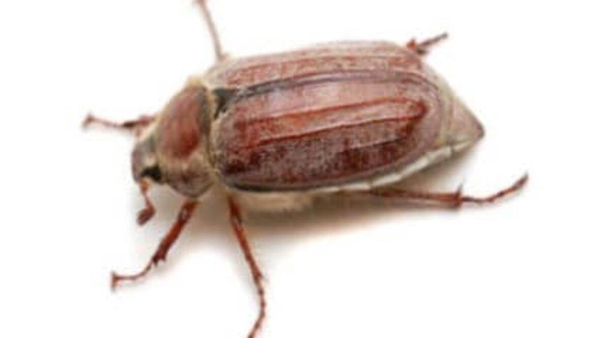 chafer beetle
