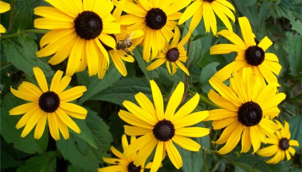 Rudbeckia with insect 1280x974