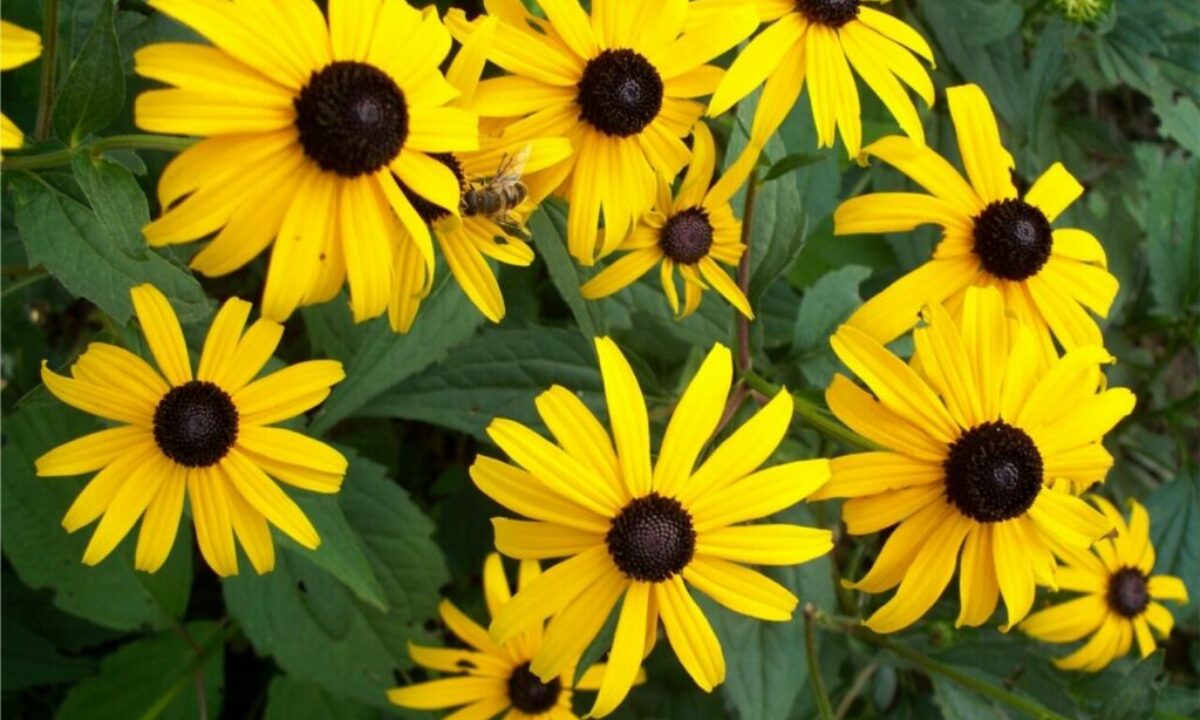 The Perfect Plant For Your Summer Garden