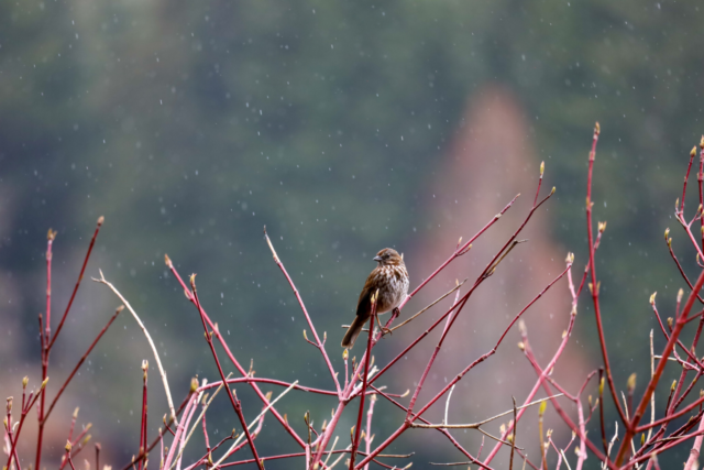 Bird in cold winter weather in Whistler BC