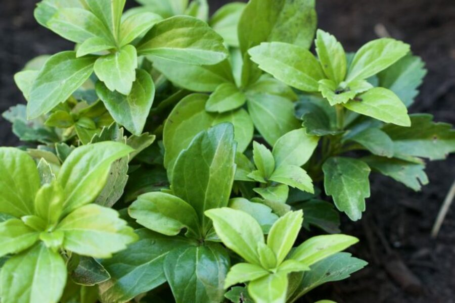 5542BA0B E48A 48BE 9D87 DAF93C9A400B 1 201 a