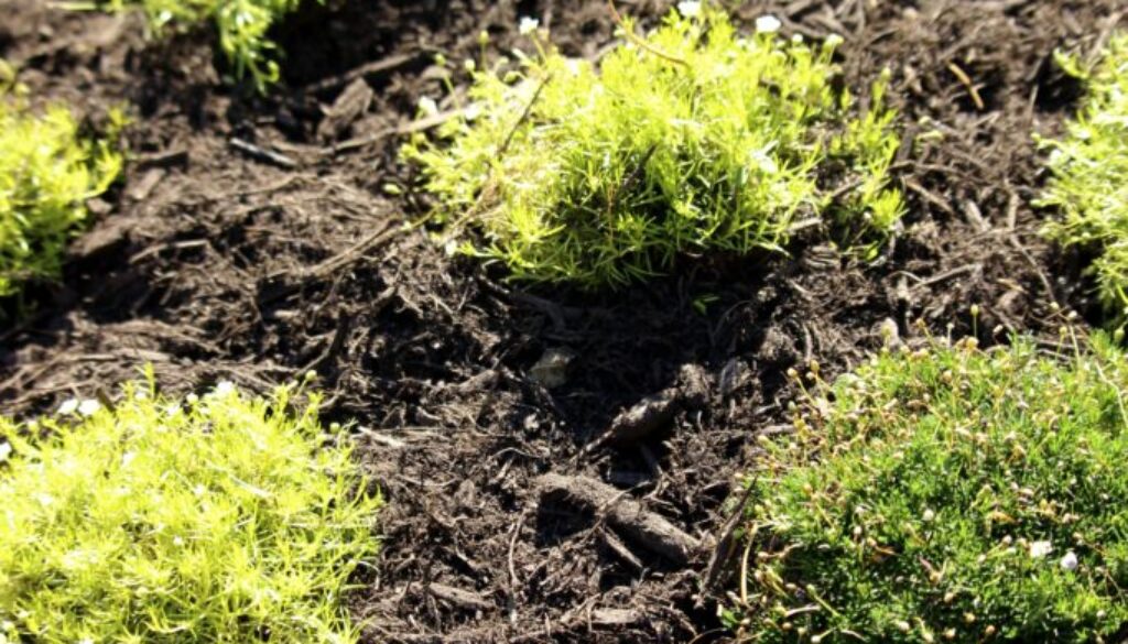 Softscape Page   Composted Mulch
