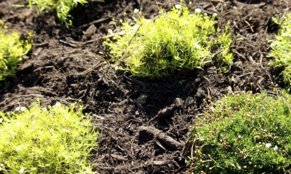Fall Cleanups & The Power of Composted Mulch: Prepare Your Landscape for a Healthy Spring