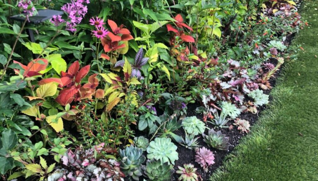 Softscape Page   Annuals