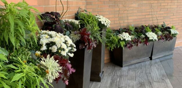 Softscape Page   Custom Plantings