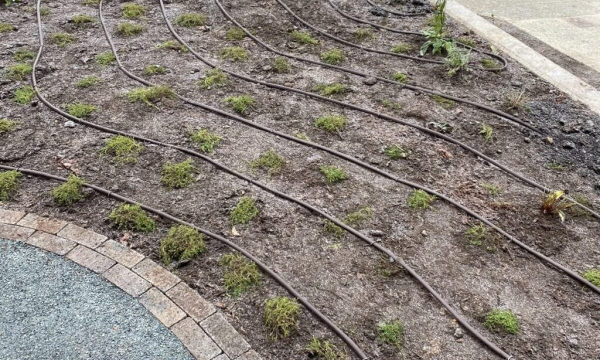Water Conservation in Metro Vancouver: Why Drip Irrigation is the Smart Choice for Your Garden