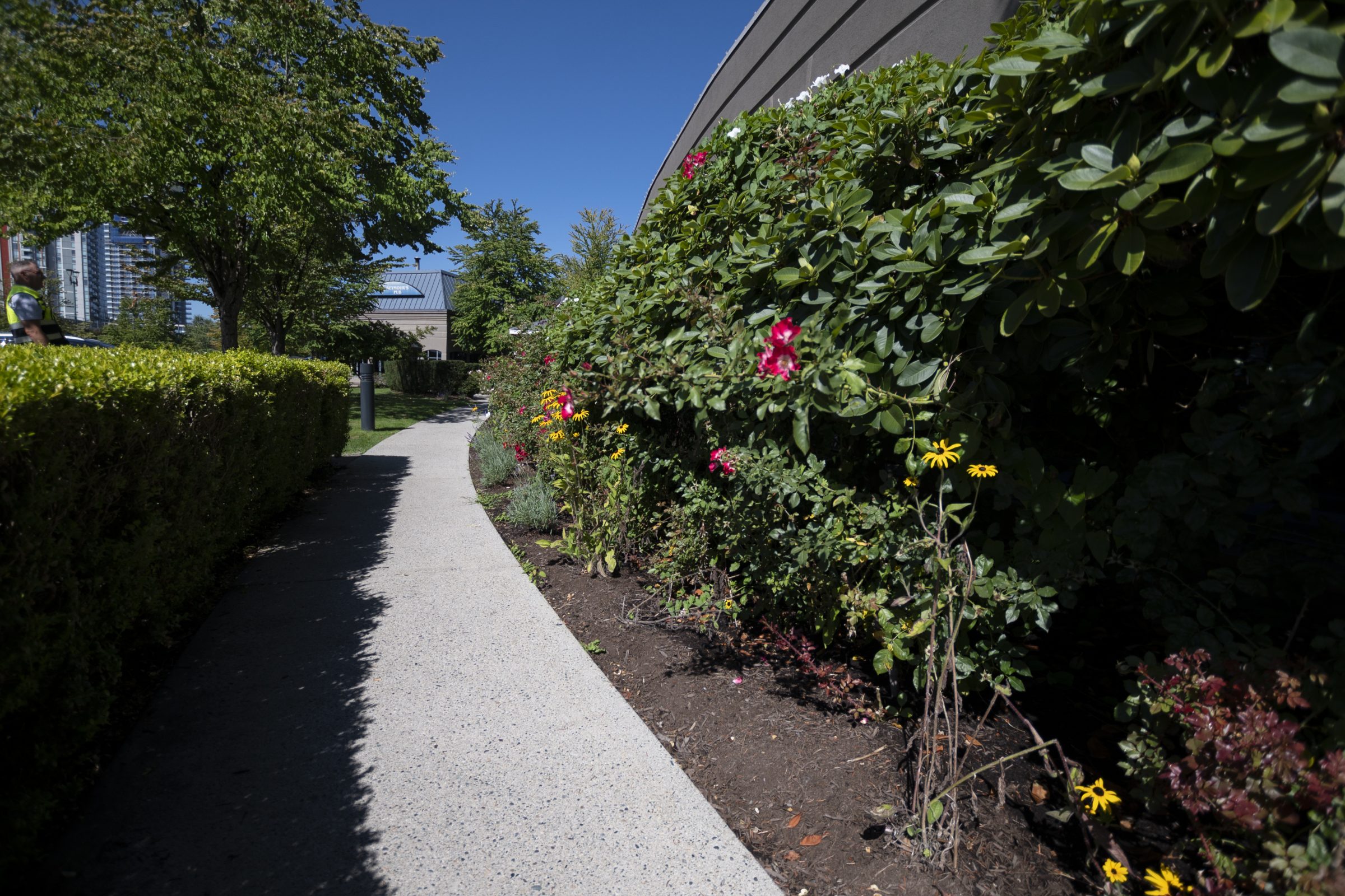 Landscaped walkway with hedges and blooming flowers