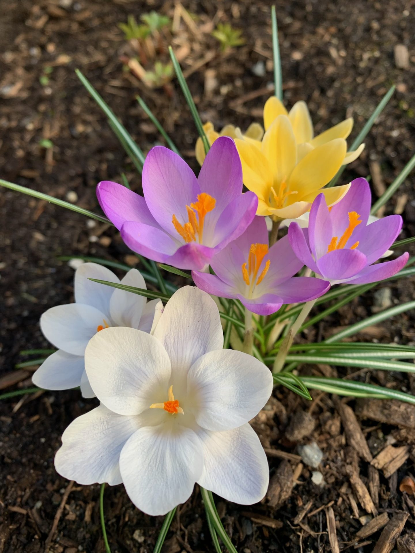 Purple, yellow, and white crocus flowers blooming