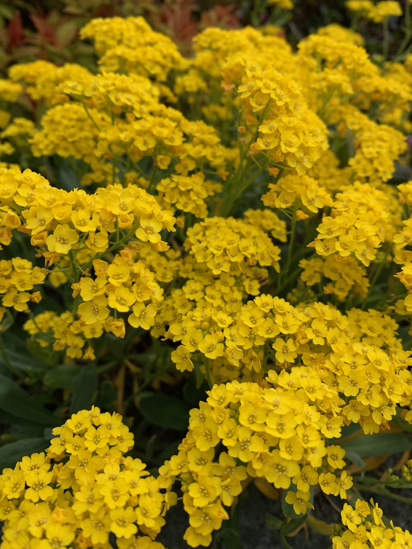 Clusters of small bright yellow flowers blooming