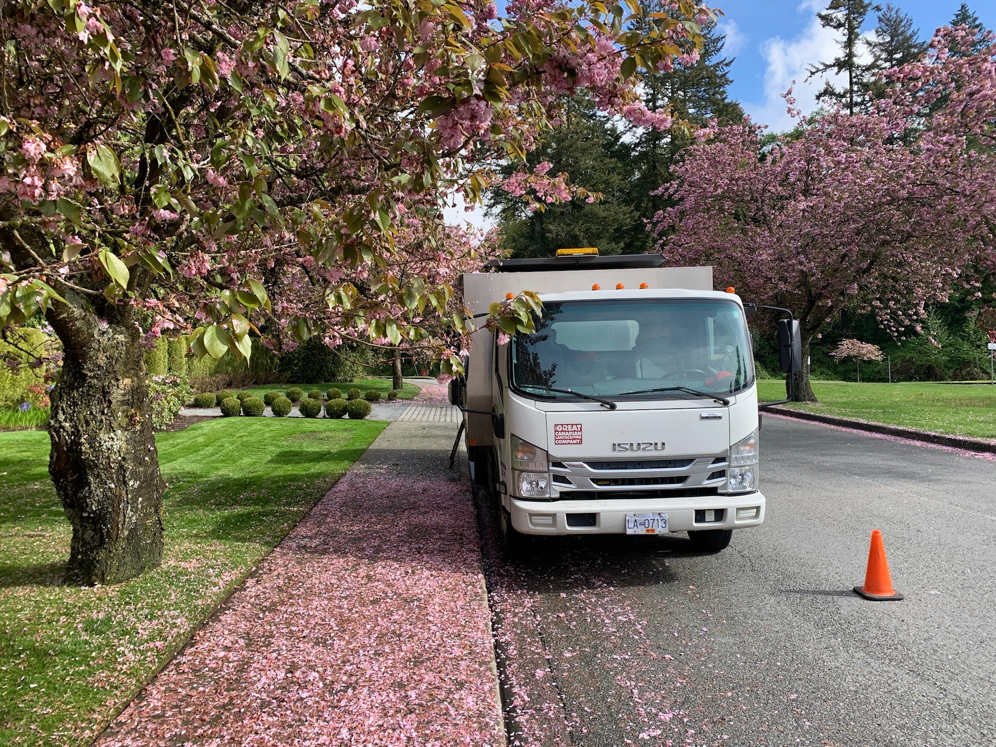 Landscaping truck under blooming cherry blossom trees