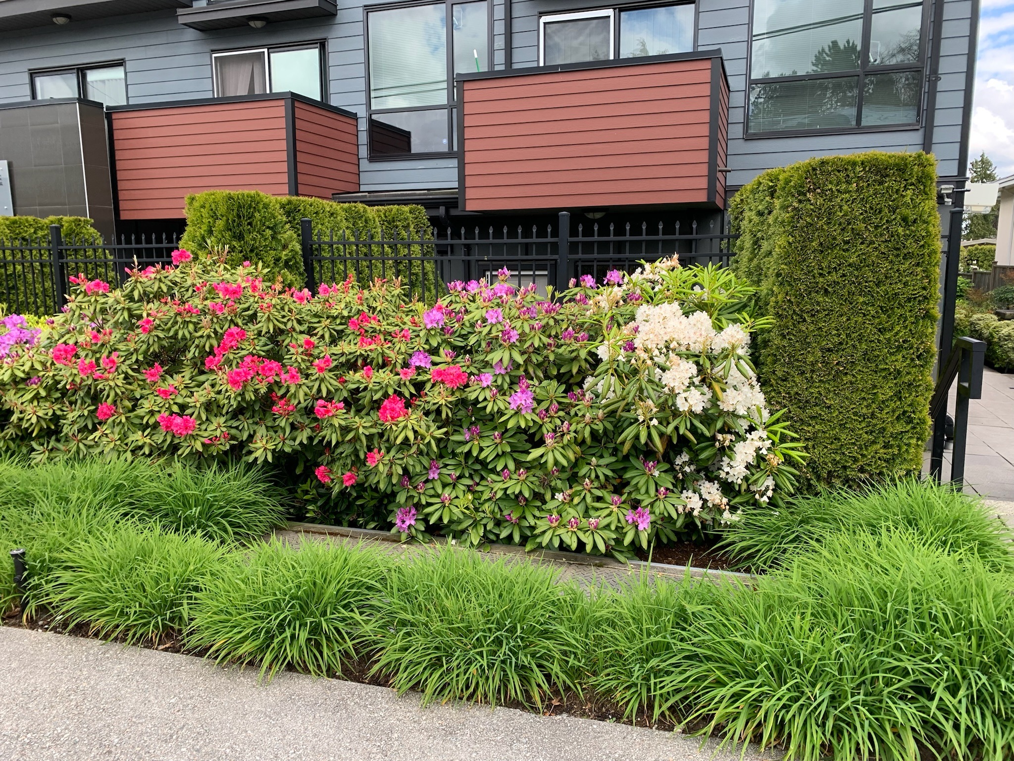 Blooming rhododendrons in front of modern townhouse