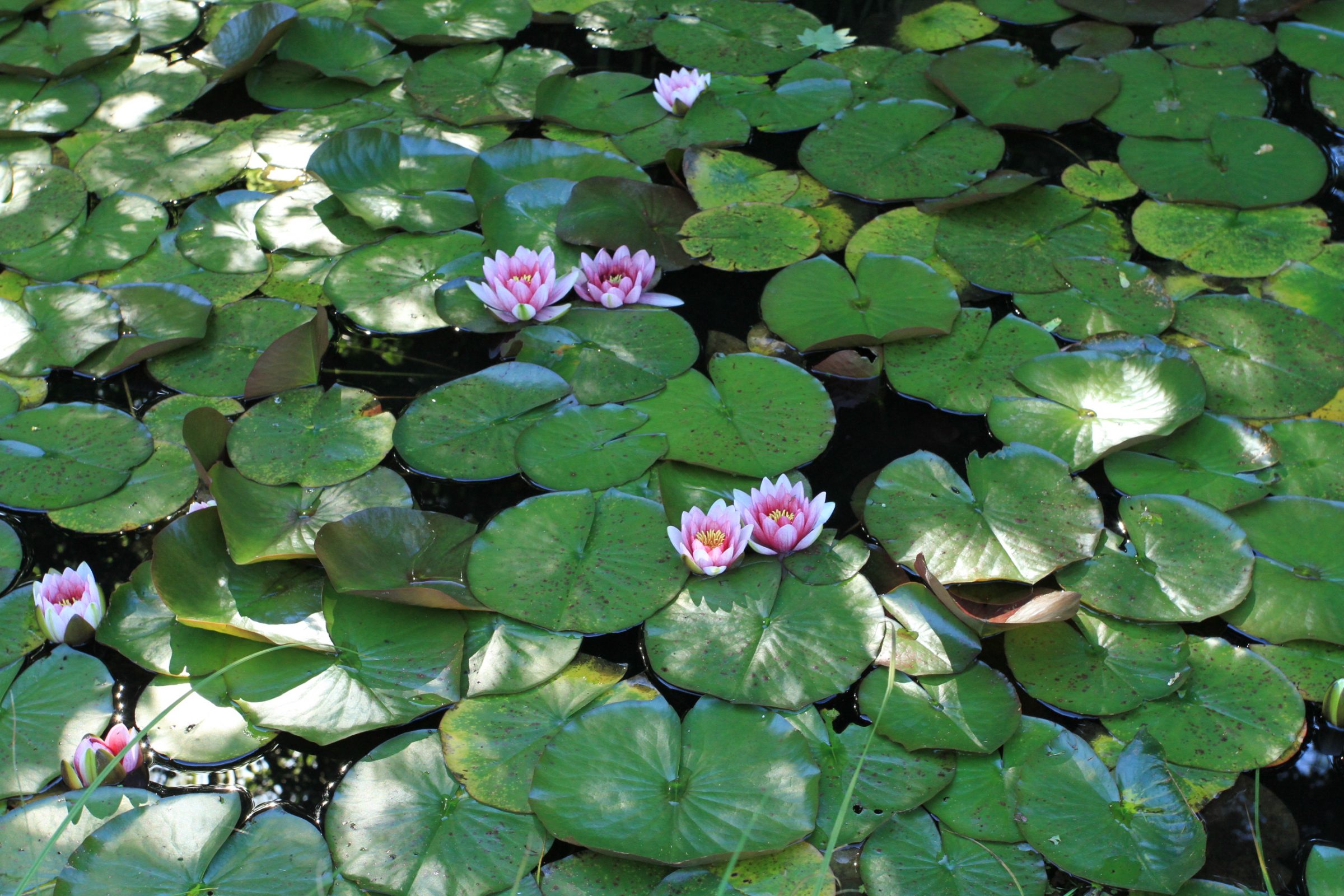 Pink water lilies among green lily pads