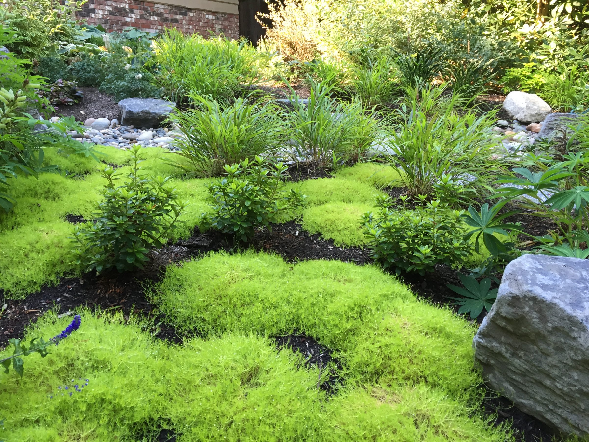 Lush garden with moss groundcover and ornamental grasses