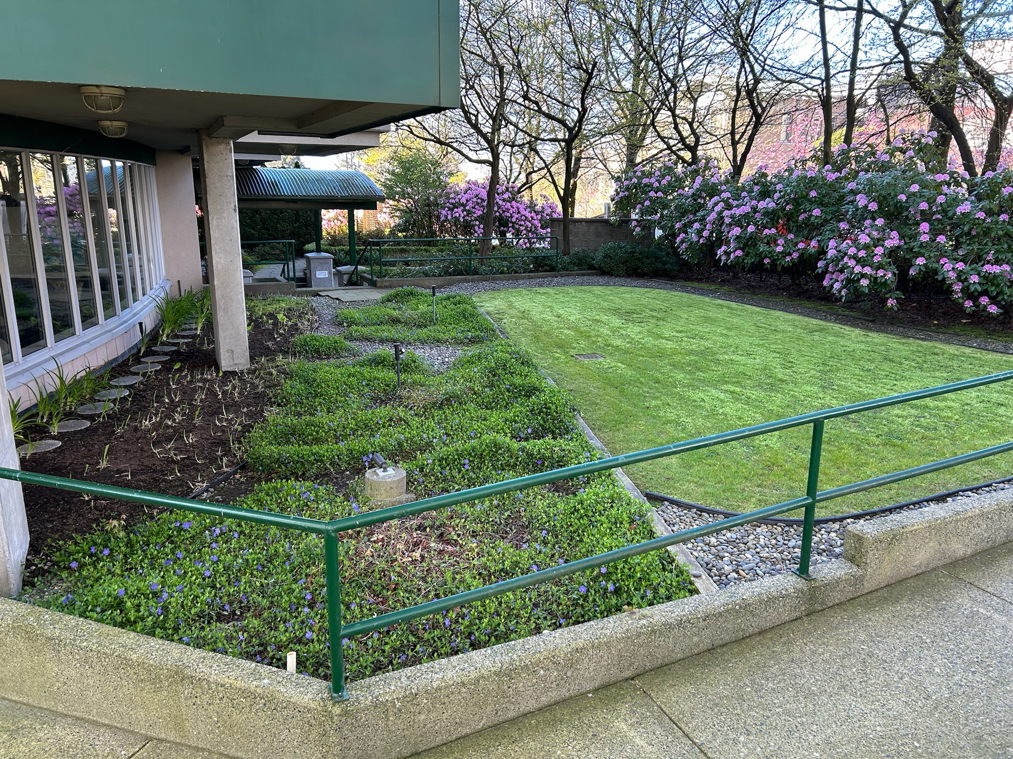 Landscaped courtyard with lawn and blooming purple shrubs