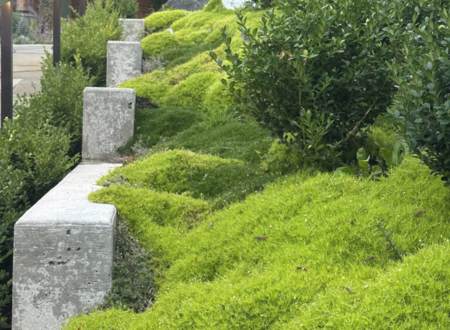 Lush green moss garden with concrete edging