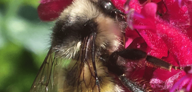 Close-up of bee on bright pink flower