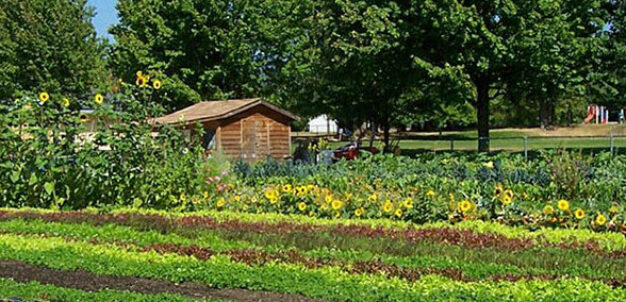 Community garden with sunflowers and wooden shed