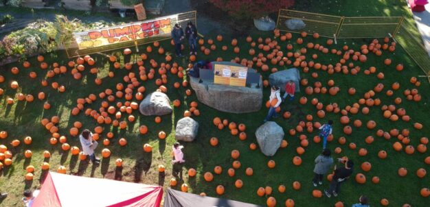 Aerial view of pumpkin patch with visitors