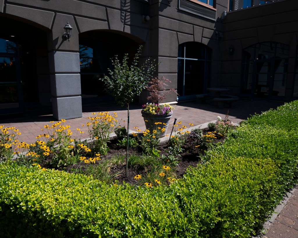 Landscaped courtyard with yellow flowers and shrubs