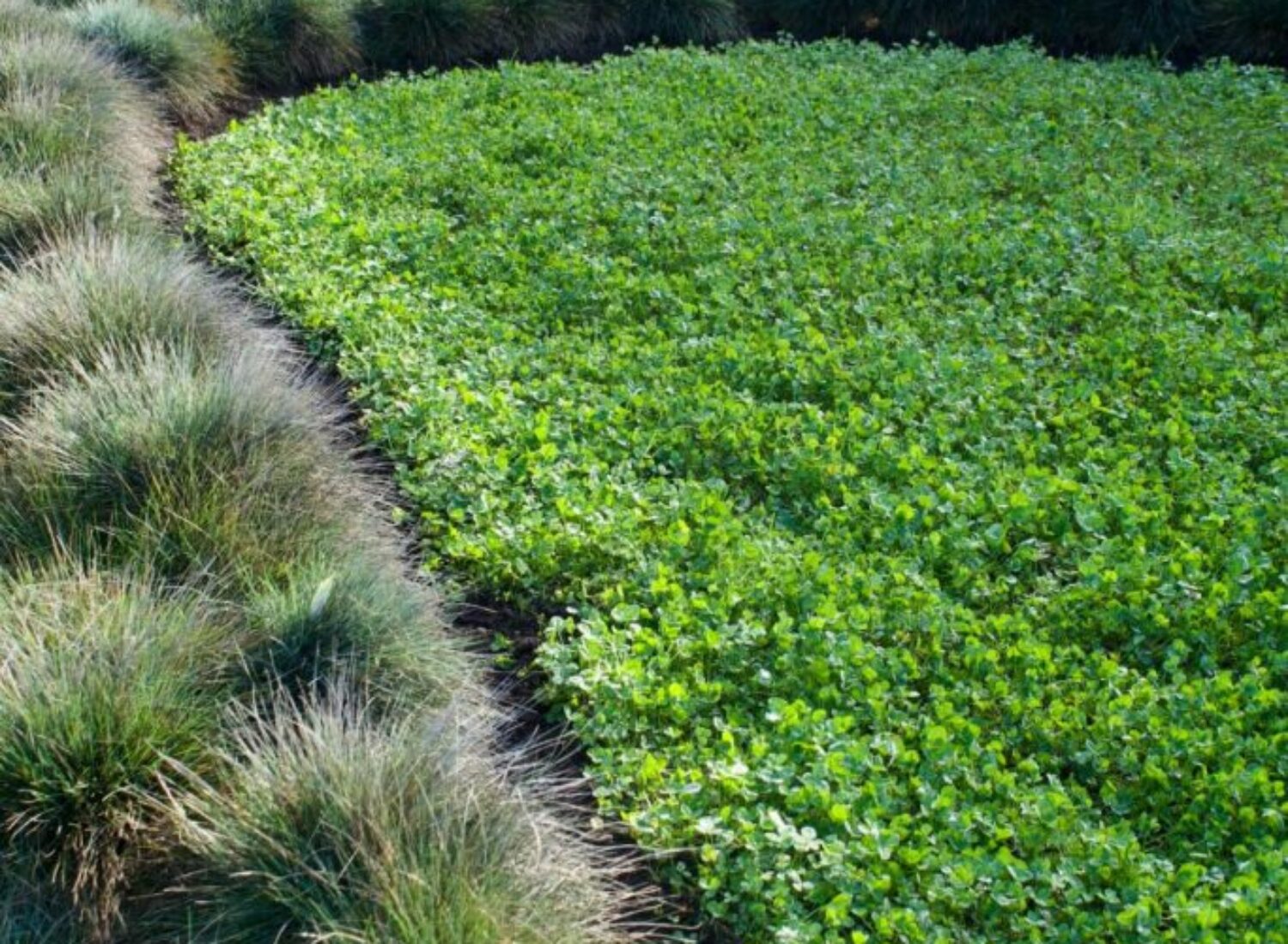 Lush green crop field bordered by tall grasses