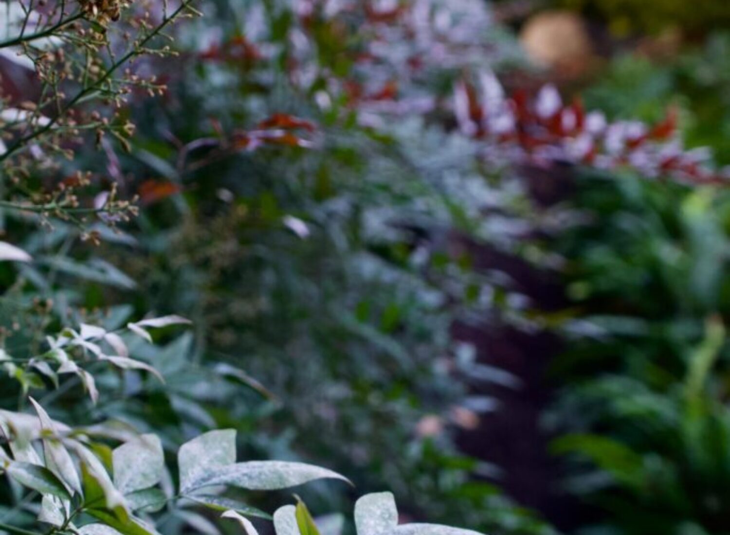 Close-up of green foliage in lush garden
