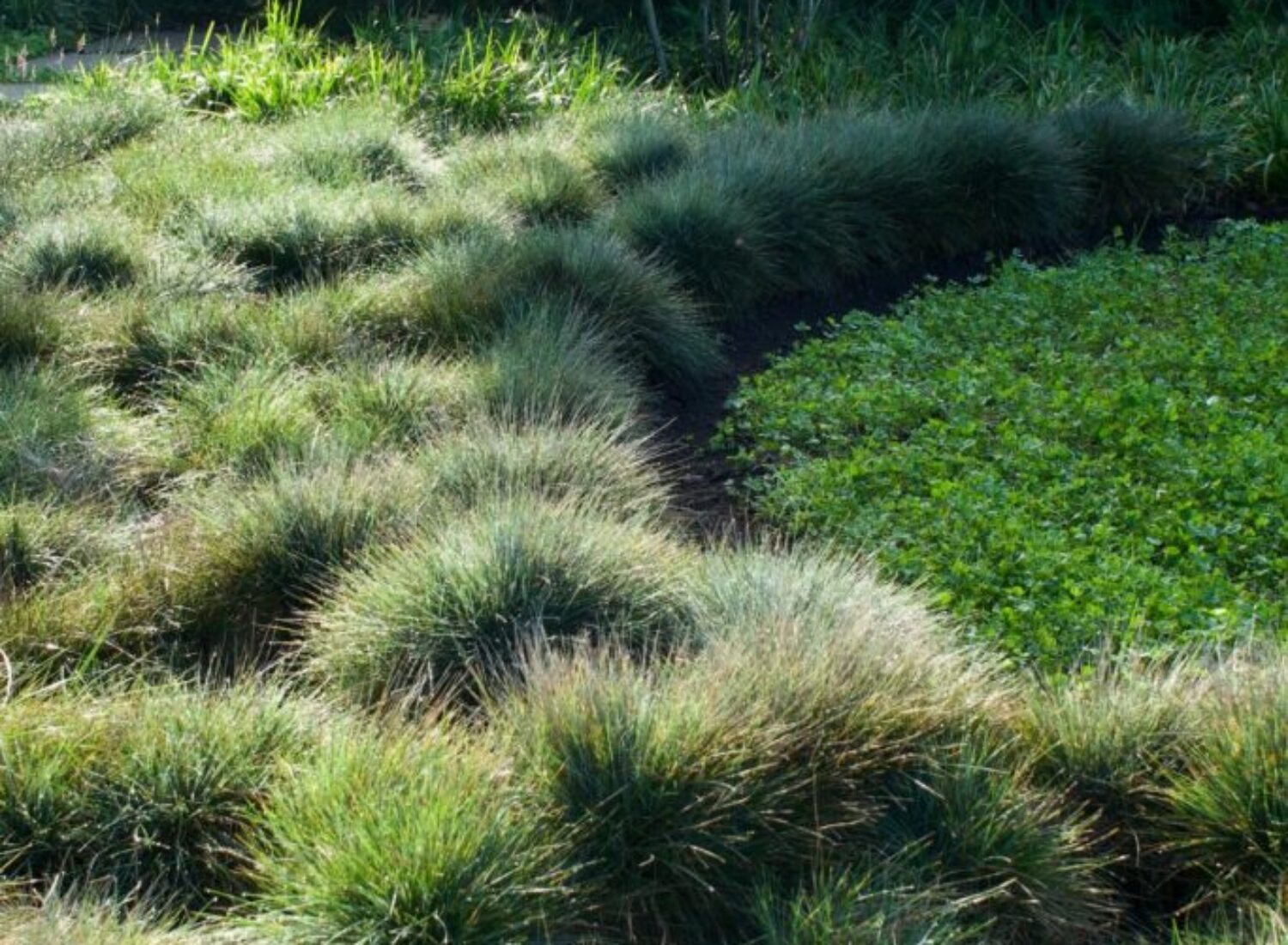 Ornamental grass mounds bordering a small garden pond