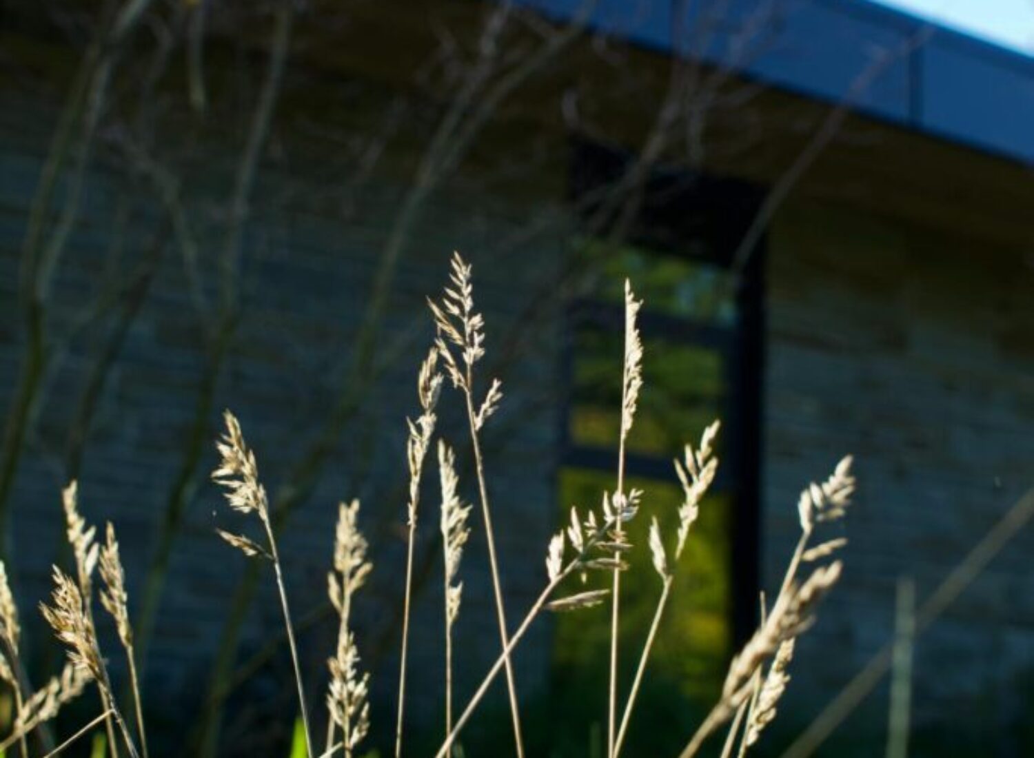Tall grass seed heads against modern glass building