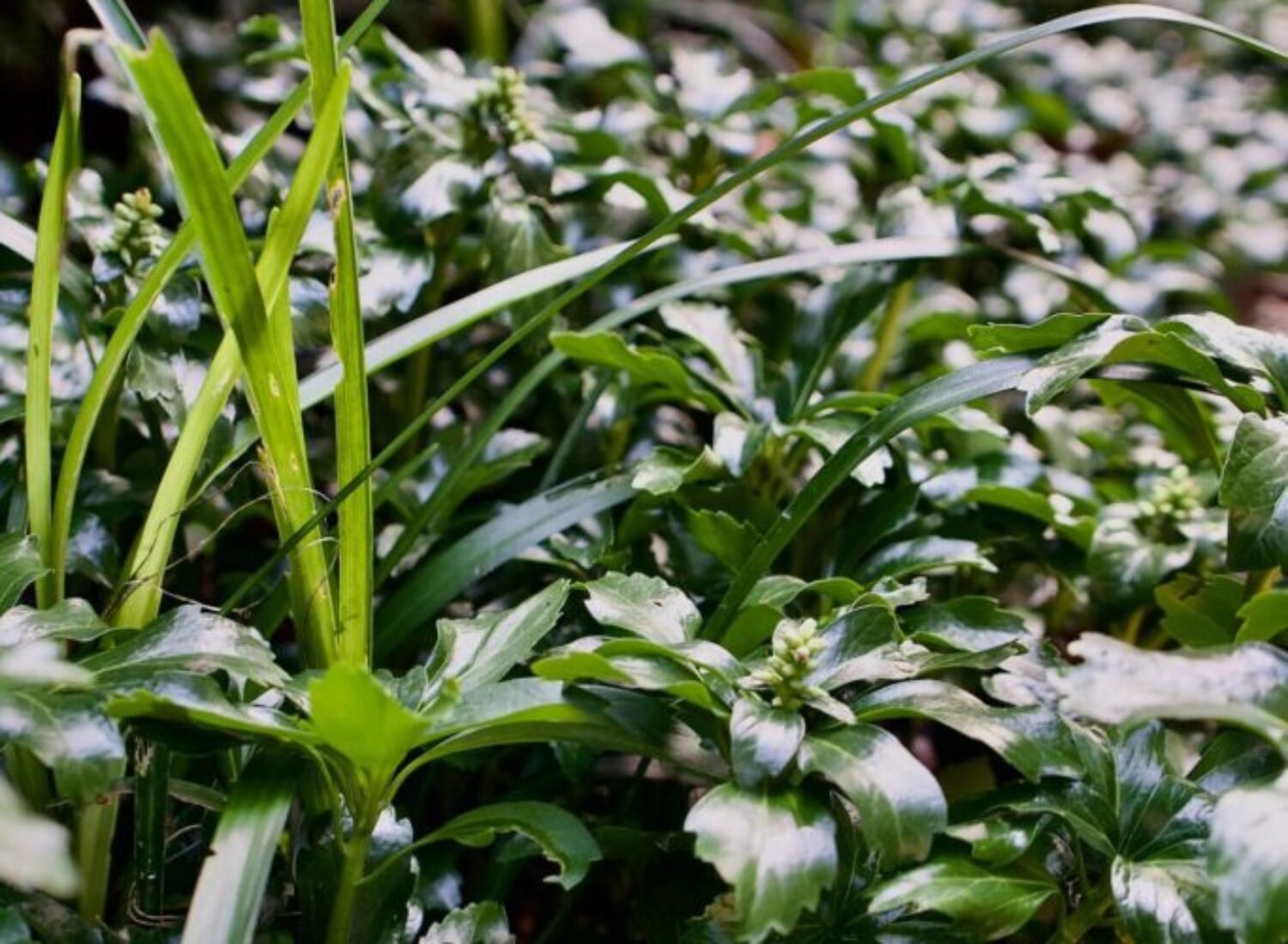 Close-up of green foliage and budding plants