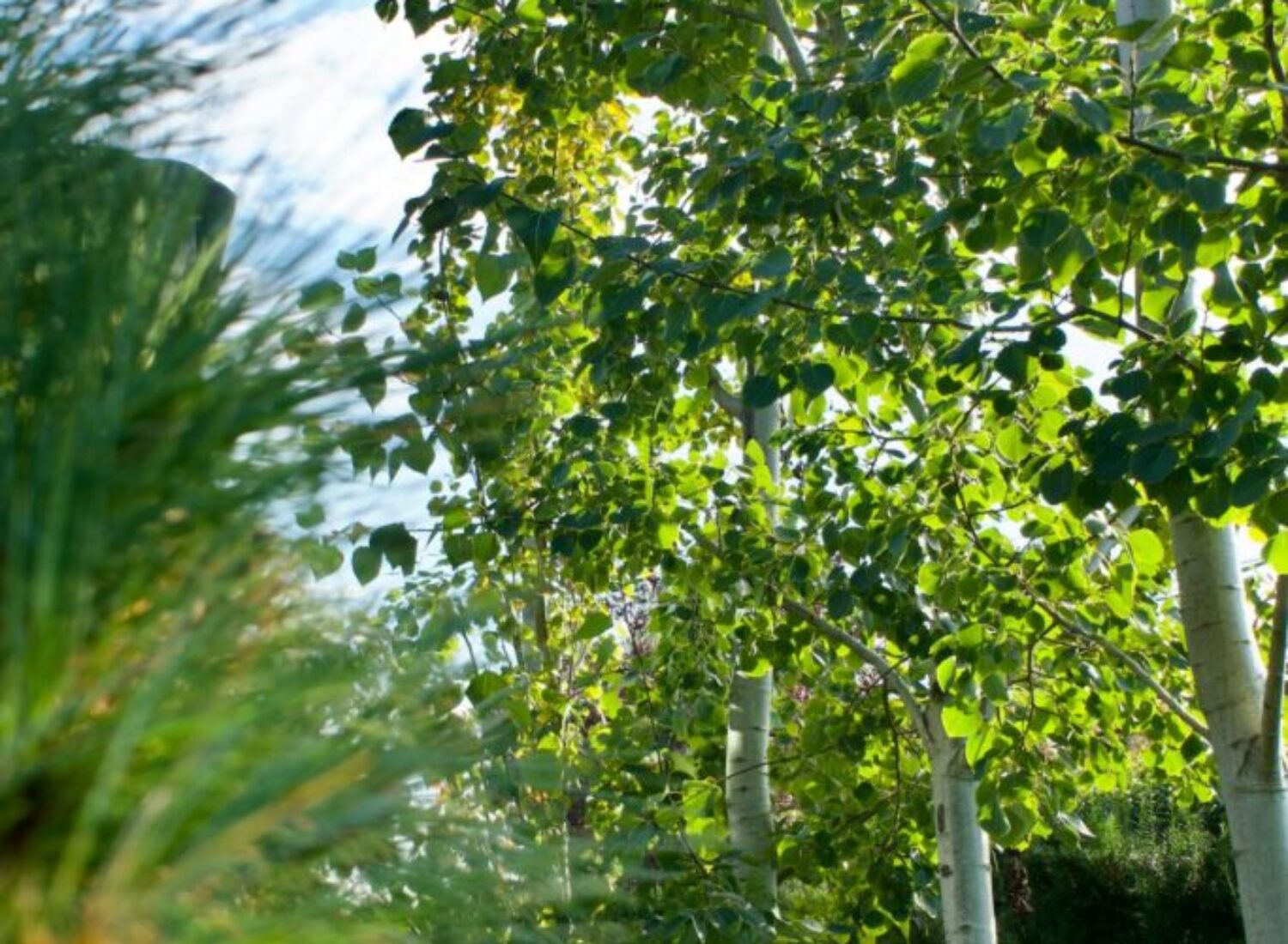 Sunlit green leaves on white-barked trees