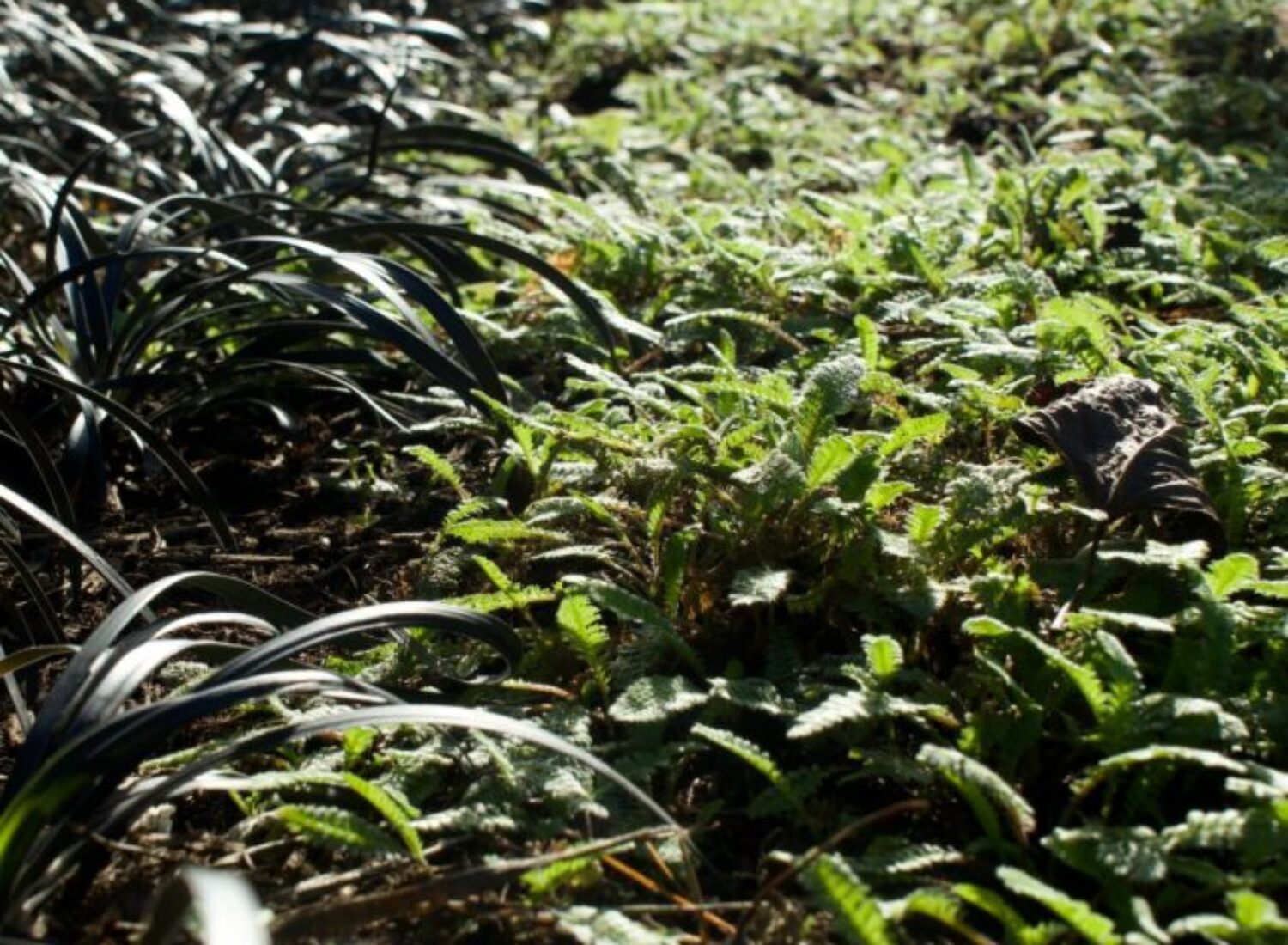 Sunlit garden bed with green leafy plants