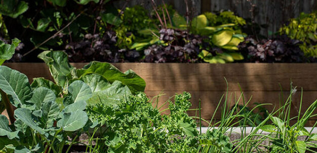 Raised garden bed with leafy green vegetables