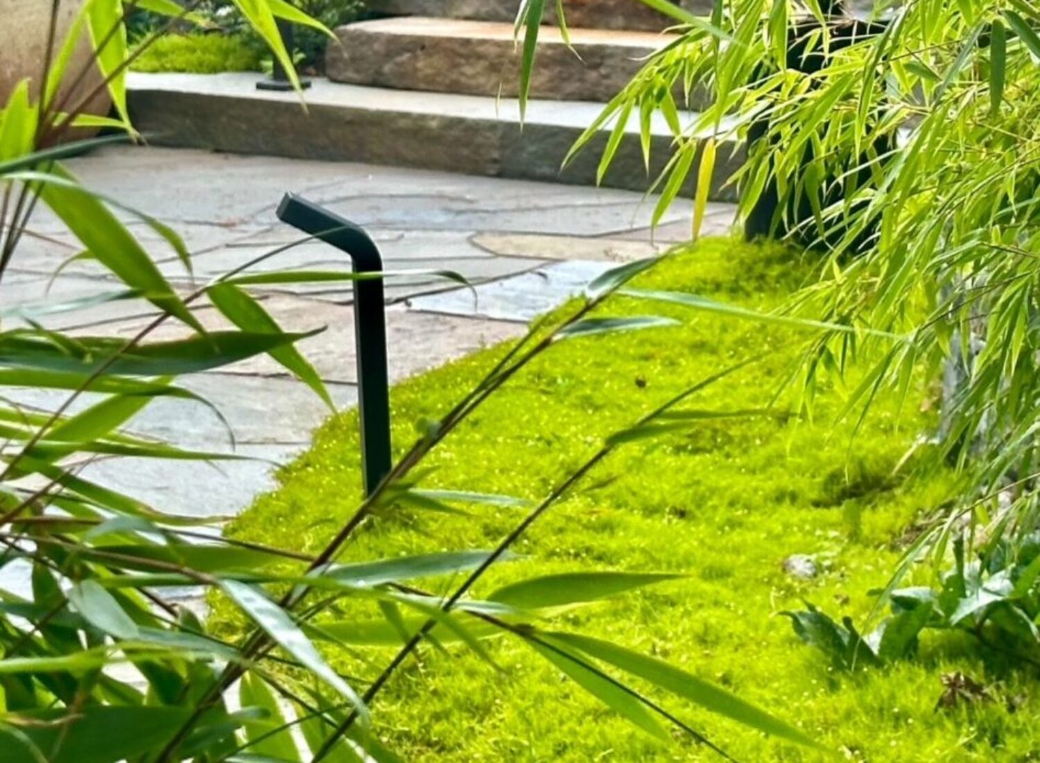 Modern garden path with moss and bamboo