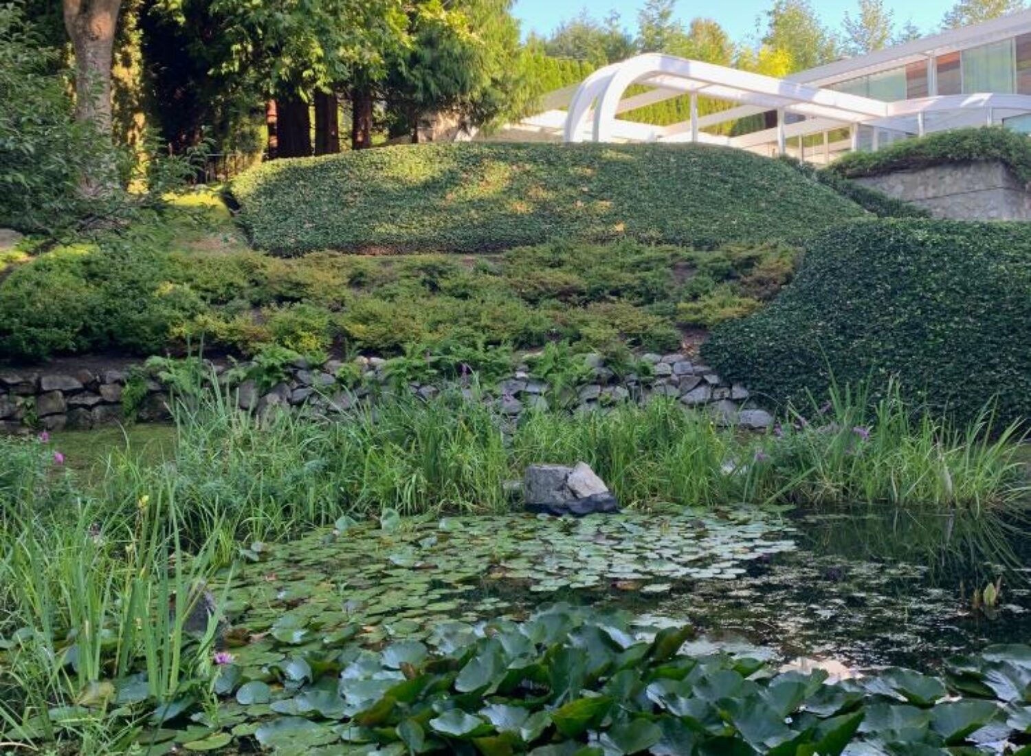 Lily pond beside landscaped garden and modern pergola