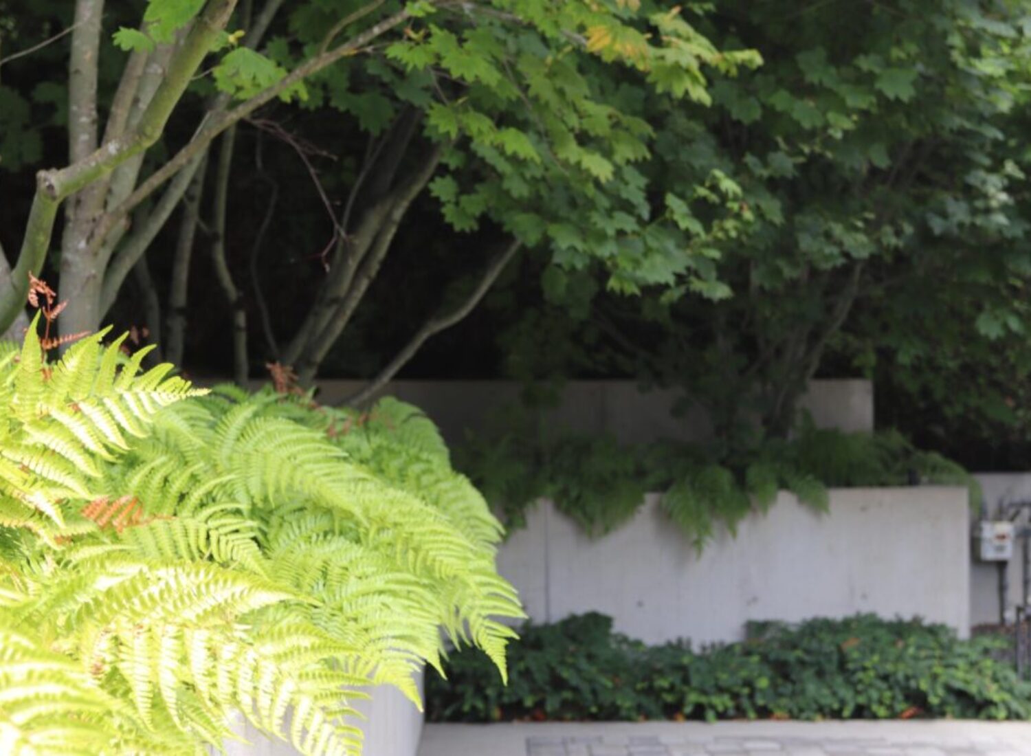 Lush green ferns in shaded garden setting