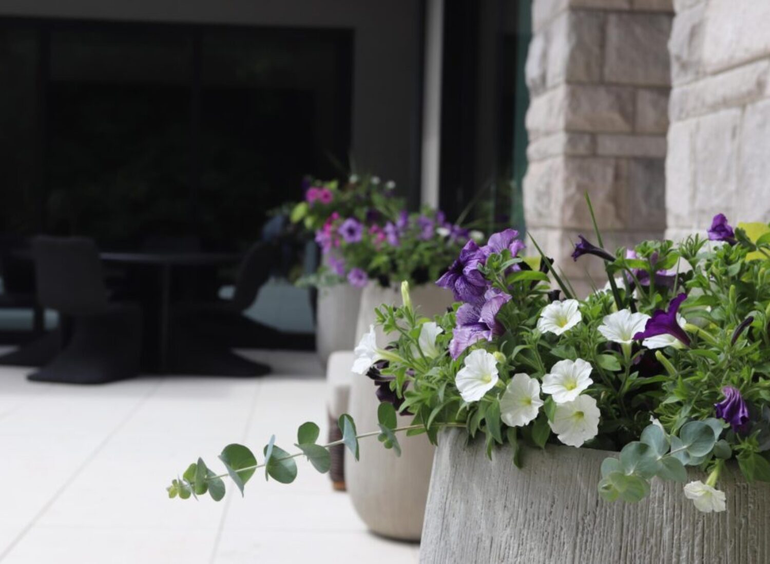 Purple and white flowers in modern patio planters