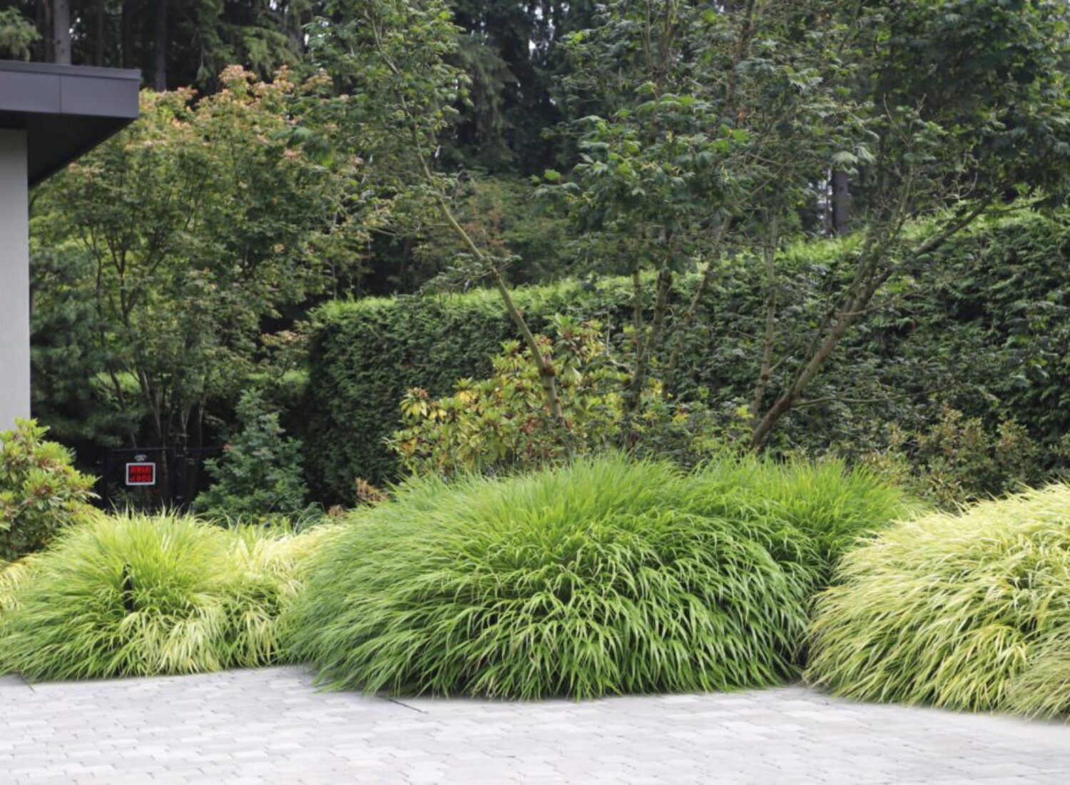 Lush landscaped garden with ornamental grasses and trees