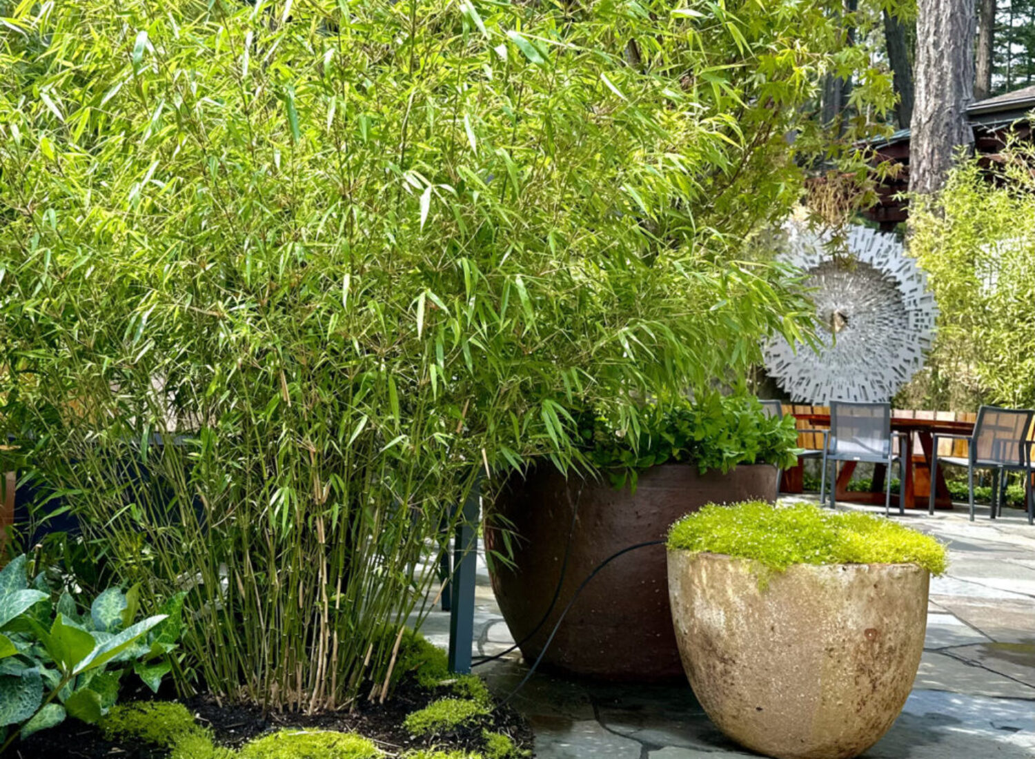 Lush bamboo and stone planters on patio