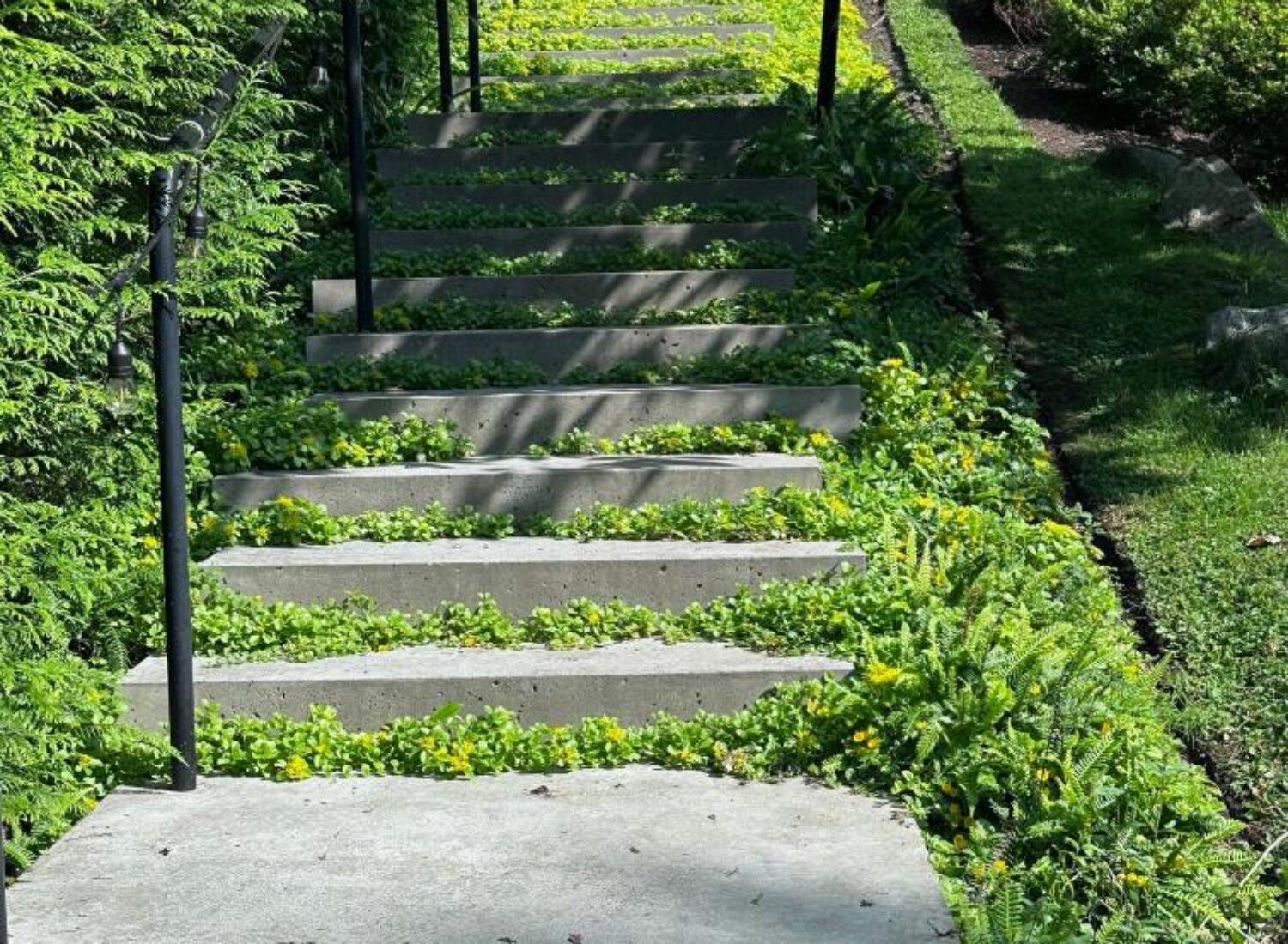 Concrete garden steps with greenery growing between them