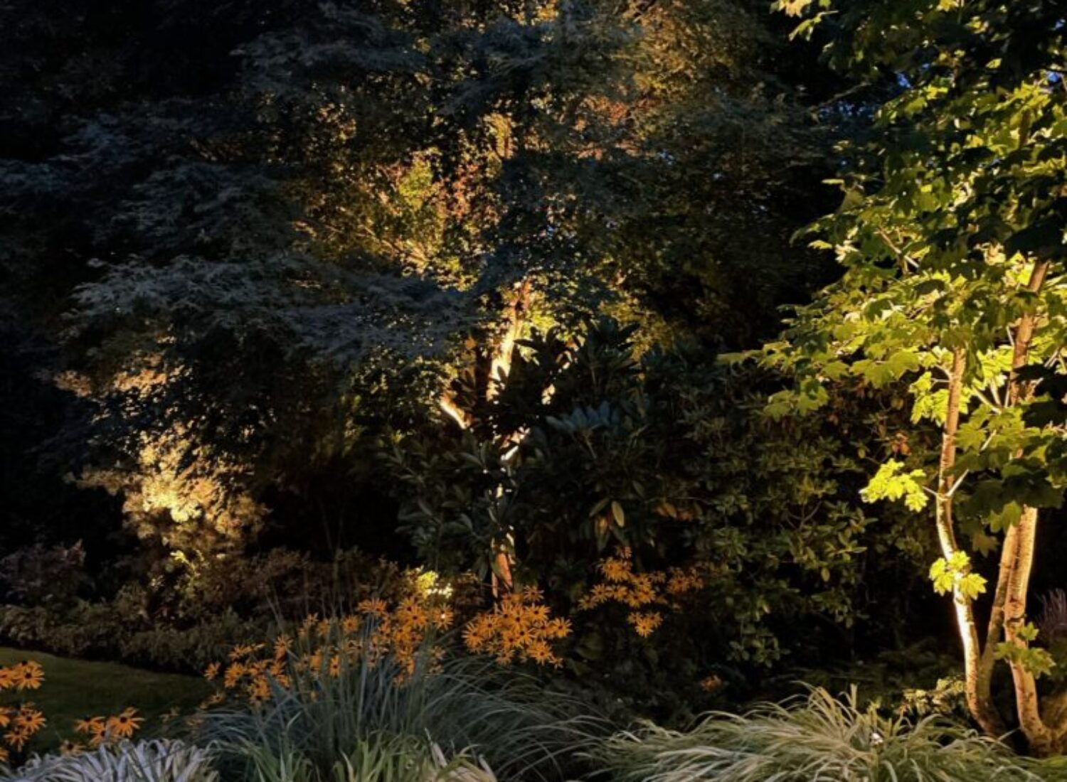 Illuminated garden with trees and yellow flowers at night