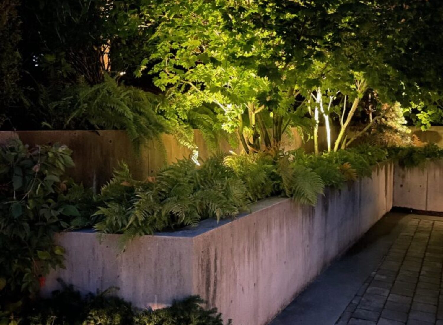 Illuminated garden planter along paved walkway at night