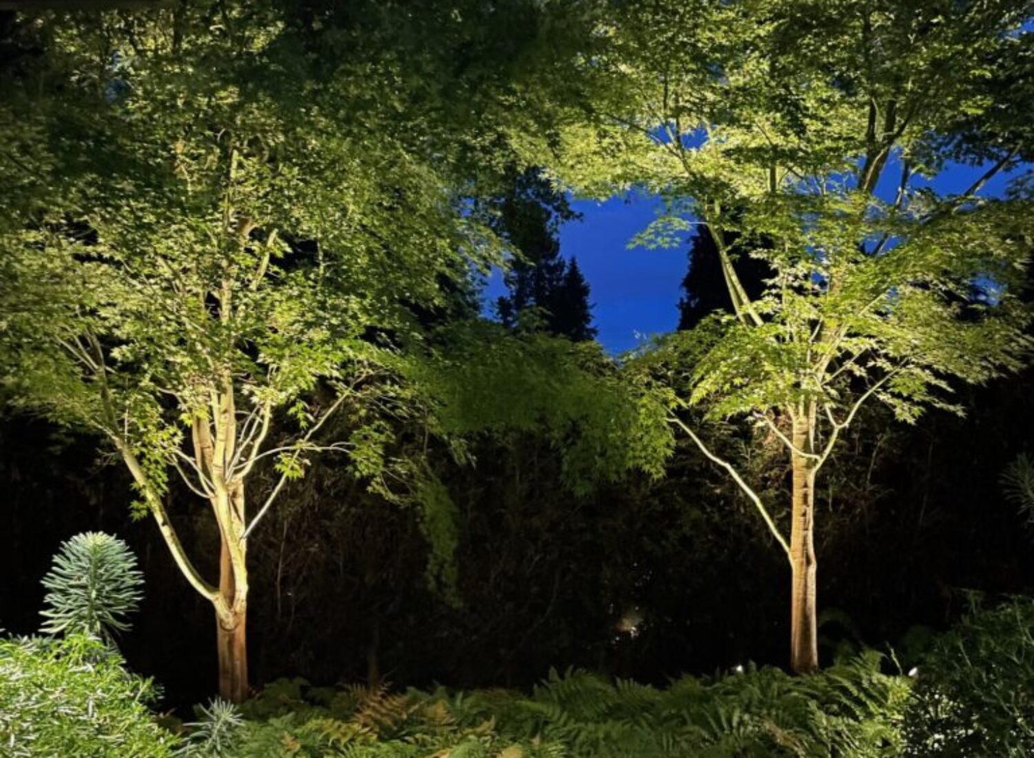 Illuminated trees in lush garden at night