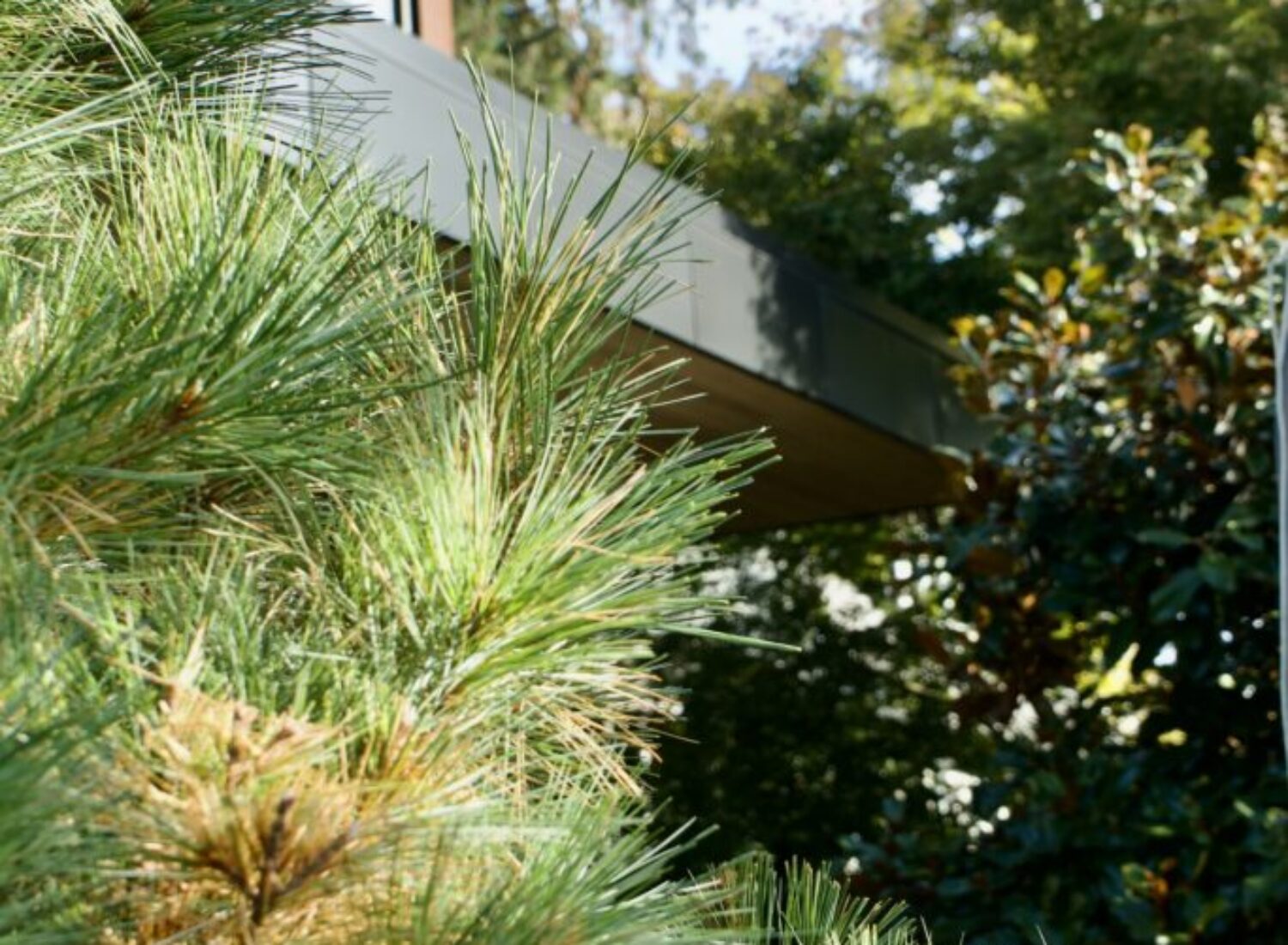 Pine tree branches near modern house exterior